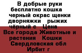 В добрые руки бесплатно,кошка,2.5черный окрас,щенки дворняжки,3 рыжих 1 чёрный,с › Цена ­ - - Все города Животные и растения » Кошки   . Свердловская обл.,Ирбит г.